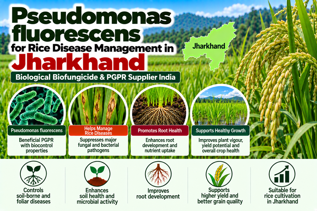 Pseudomonas fluorescens for Rice Disease Management in Jharkhand | Biological Biofungicide & PGPR Supplier India