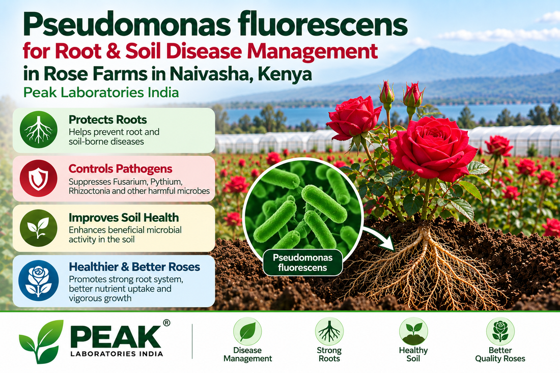 Pseudomonas fluorescens for Root & Soil Disease Management in Rose Farms in Naivasha, Kenya | Peak Laboratories India