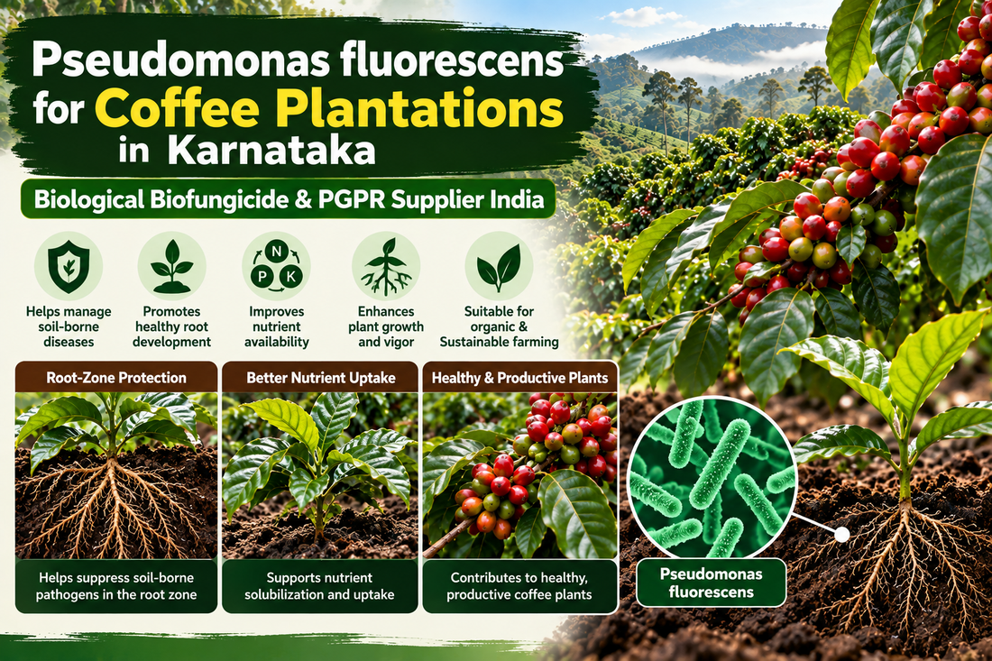 Pseudomonas fluorescens for Coffee Plantations in Karnataka | Biological Biofungicide & PGPR Supplier India