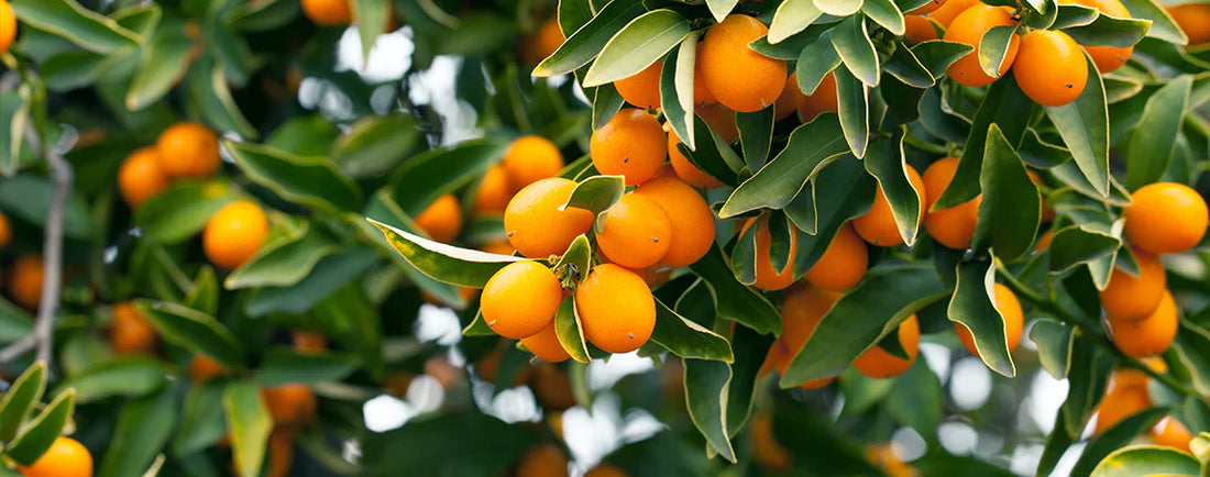 Best Time to Apply Streptomyces Lydicus in Citrus