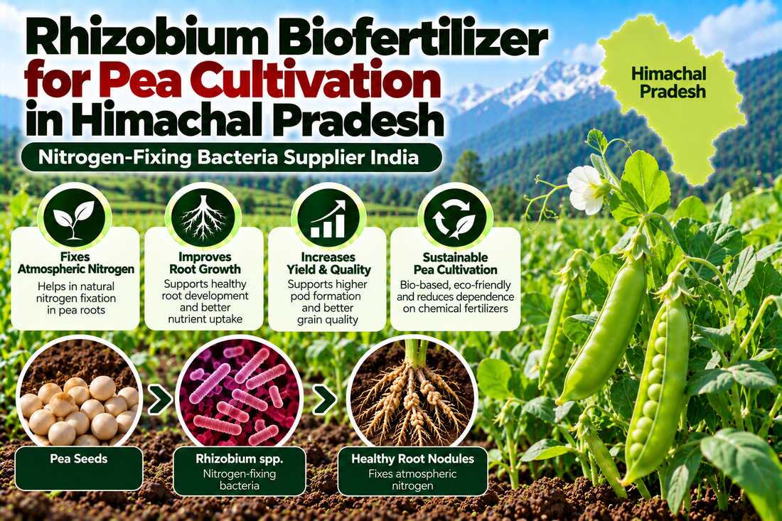 Rhizobium Biofertilizer for Pea Cultivation in Himachal Pradesh | Nitrogen-Fixing Bacteria Supplier India