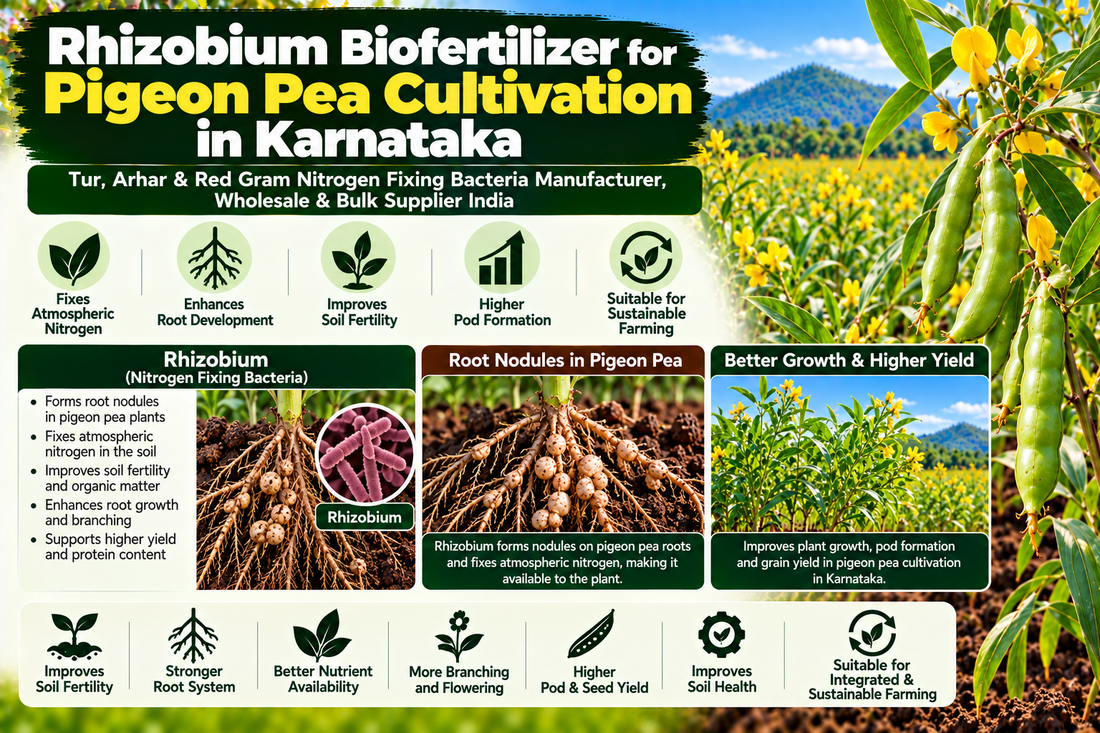 Rhizobium Biofertilizer for Pigeon Pea Cultivation in Karnataka | Tur, Arhar & Red Gram Nitrogen Fixing Bacteria Manufacturer, Wholesale & Bulk Supplier India