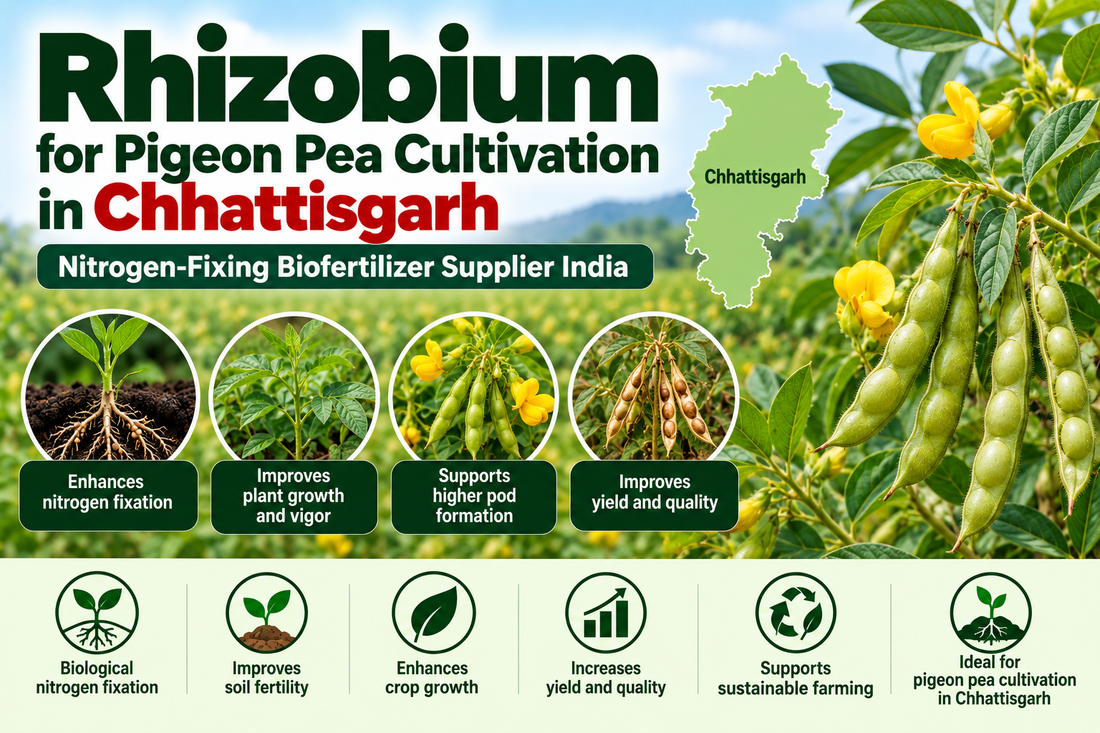 Rhizobium for Pigeon Pea Cultivation in Chhattisgarh | Nitrogen-Fixing Biofertilizer Supplier India