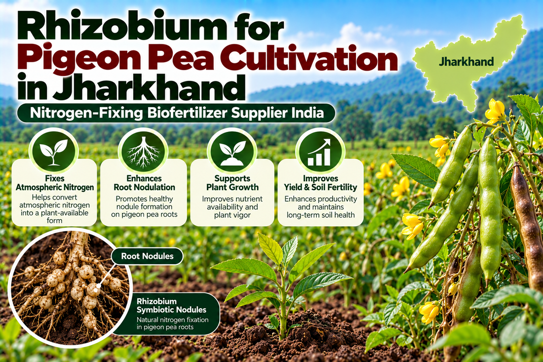 Rhizobium for Pigeon Pea Cultivation in Jharkhand | Nitrogen-Fixing Biofertilizer Supplier India
