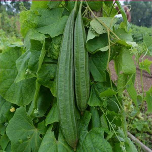 Trichoderma Pseudomonas Bacillus for Ridge Gourd
