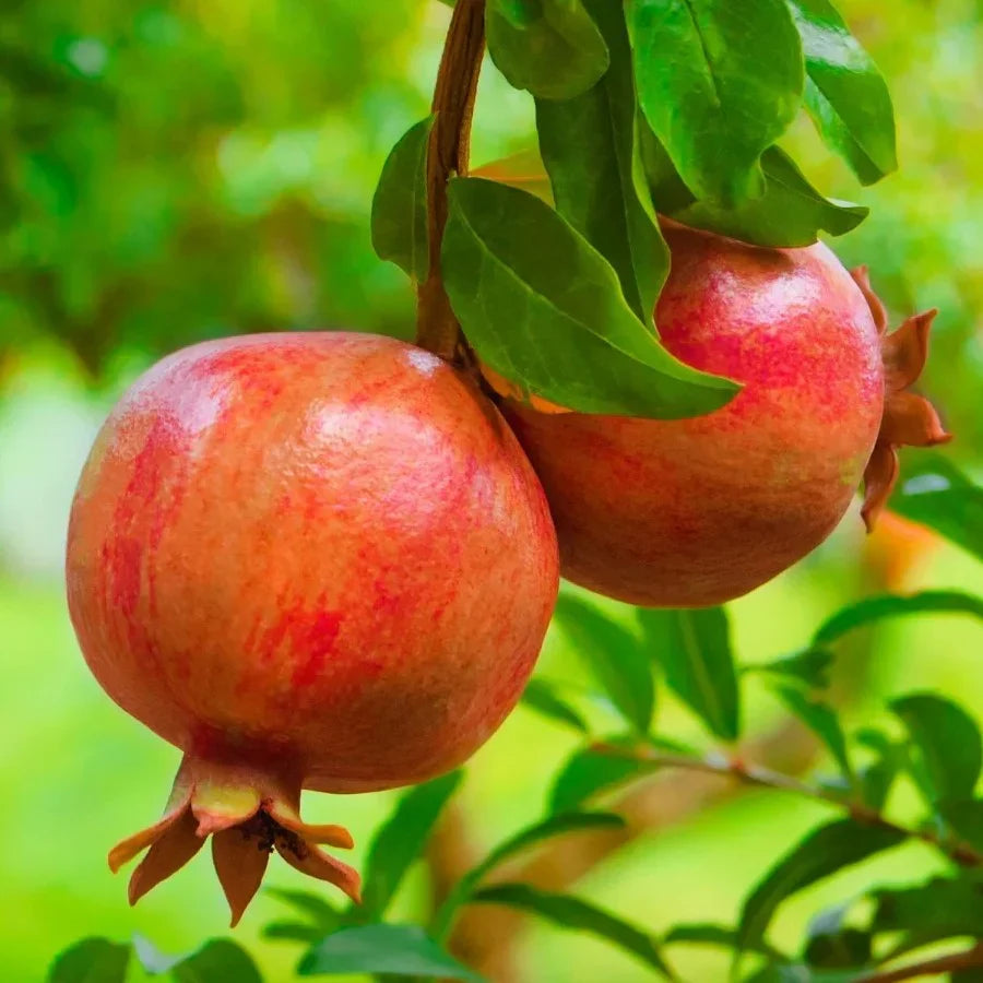 Streptomyces Lydicus Price for Pomegranate Farmers