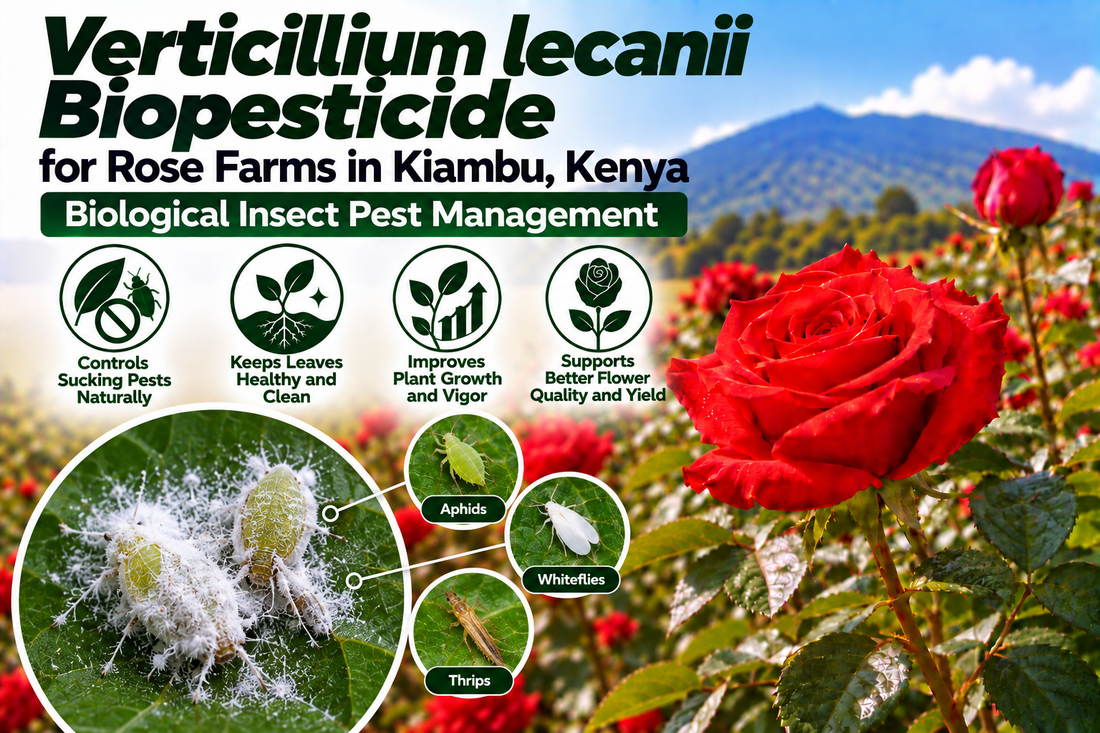 Verticillium lecanii Biopesticide for Rose Farms in Kiambu, Kenya | Biological Insect Pest Management | Peak Laboratories India