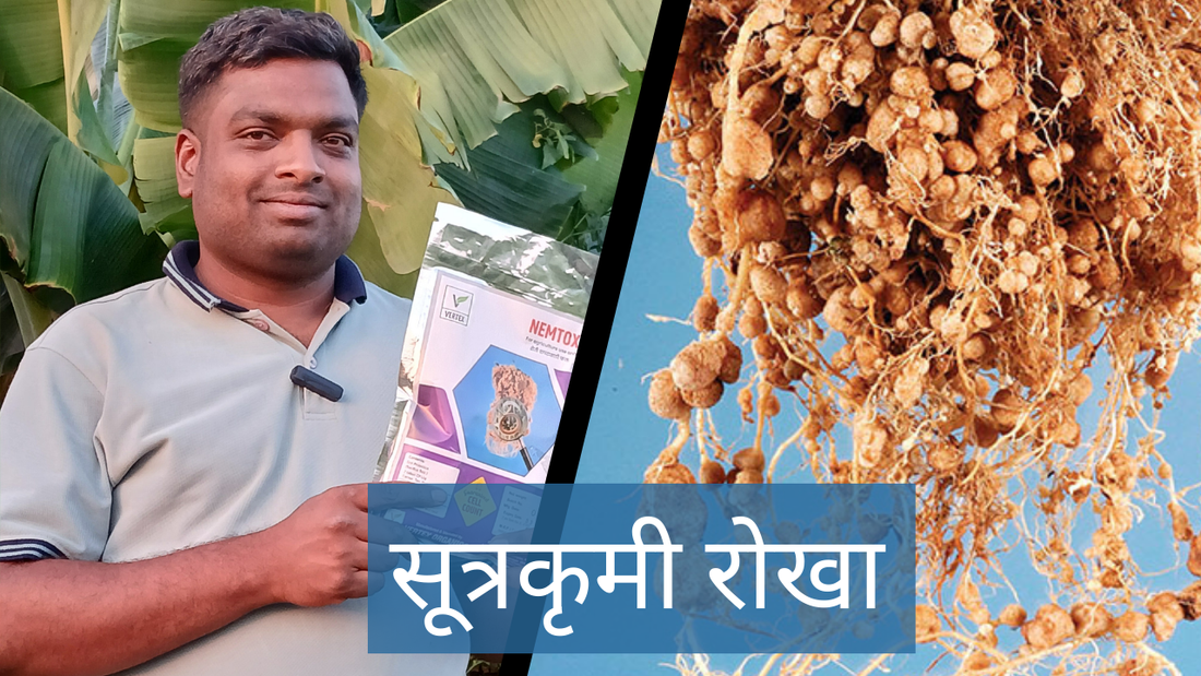 #nemtox सूत्रकृमी रोखण्यासाठी वापरा #nemtox