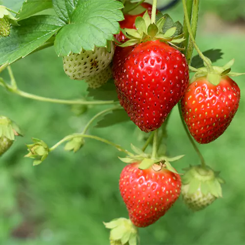 Trichoderma Pseudomonas Bacillus for Strawberry