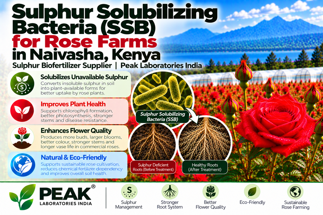 Sulphur Solubilizing Bacteria (SSB) for Rose Farms in Naivasha, Kenya | Sulphur Biofertilizer Supplier | Peak Laboratories India