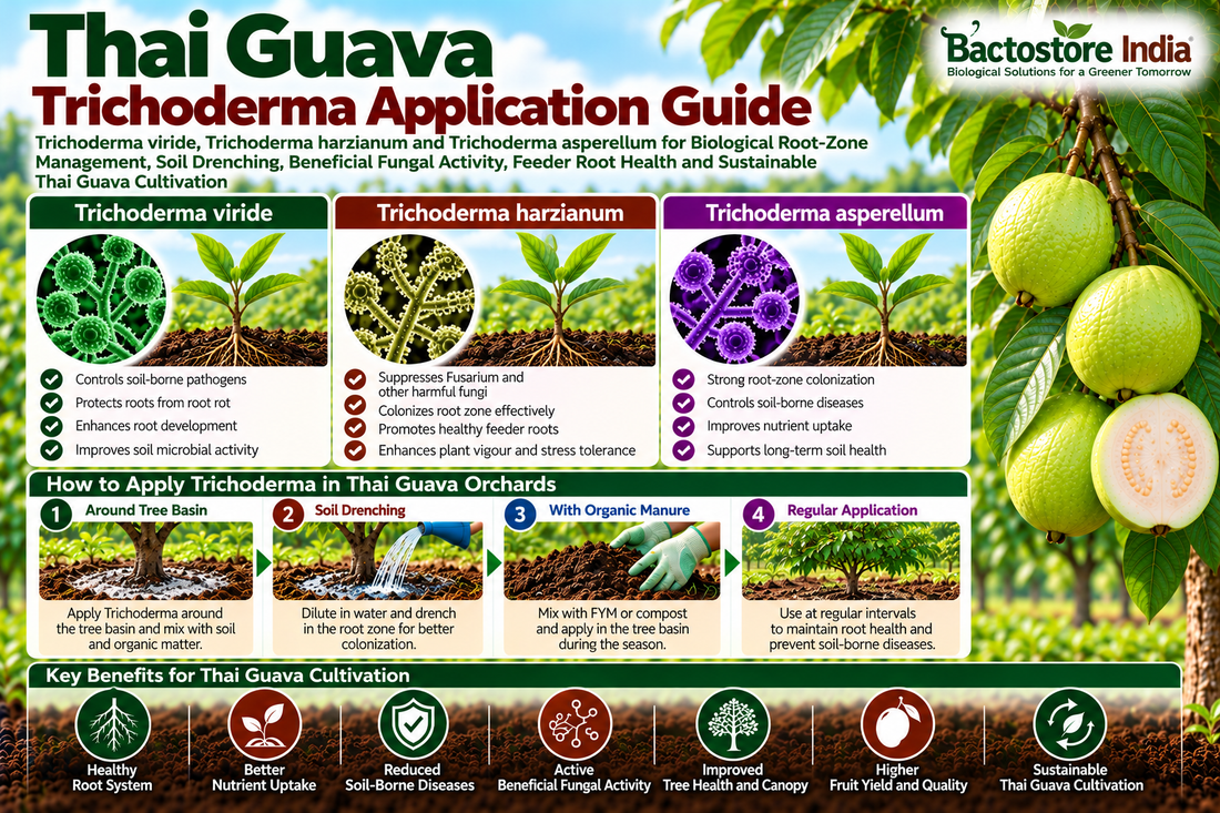 Thai Guava Trichoderma Application Guide for Orchard Trees | Trichoderma viride, Trichoderma harzianum and Trichoderma asperellum for Biological Root-Zone Management, Soil Drenching, Beneficial Fungal Activity