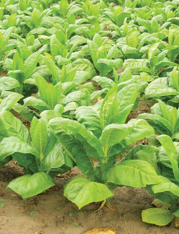 Trichoderma Pseudomonas Bacillus for Tobacco