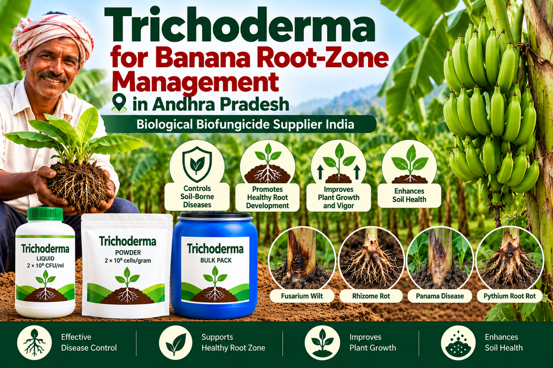 Trichoderma for Banana Root-Zone Management in Andhra Pradesh | Biological Biofungicide Supplier India