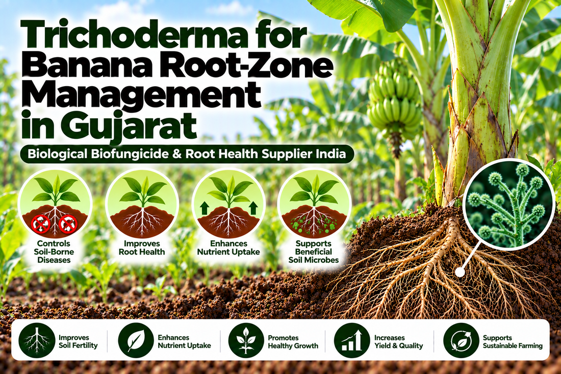 Trichoderma for Banana Root-Zone Management in Gujarat | Biological Biofungicide & Root Health Supplier India