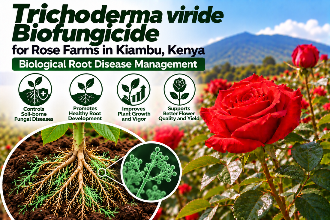 Trichoderma viride Biofungicide for Rose Farms in Kiambu, Kenya | Biological Root Disease Management | Peak Laboratories India