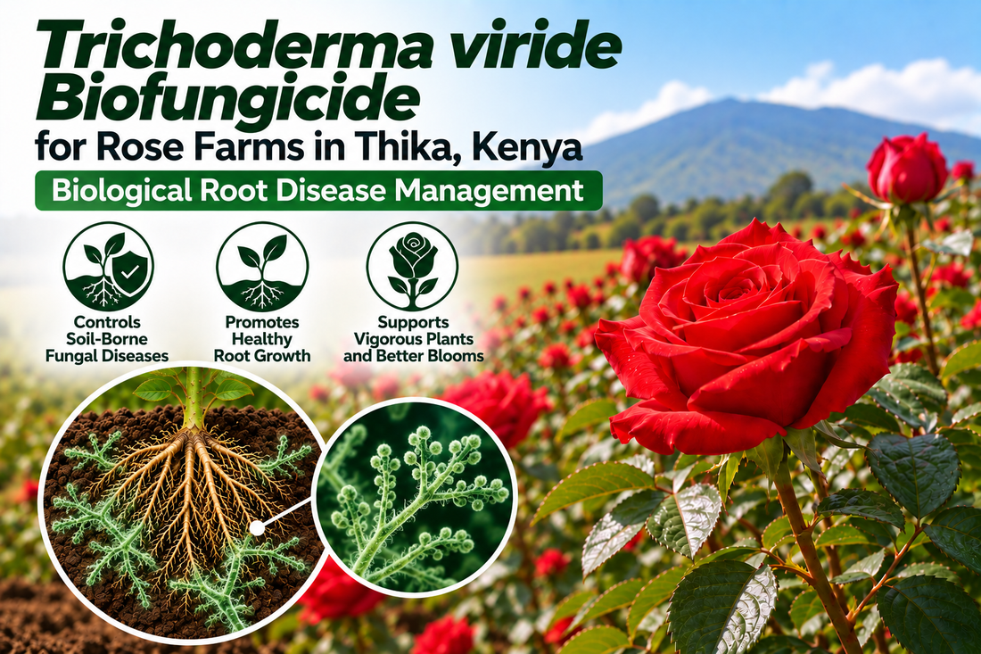 Trichoderma viride Biofungicide for Rose Farms in Thika, Kenya | Biological Root Disease Management | Peak Laboratories India