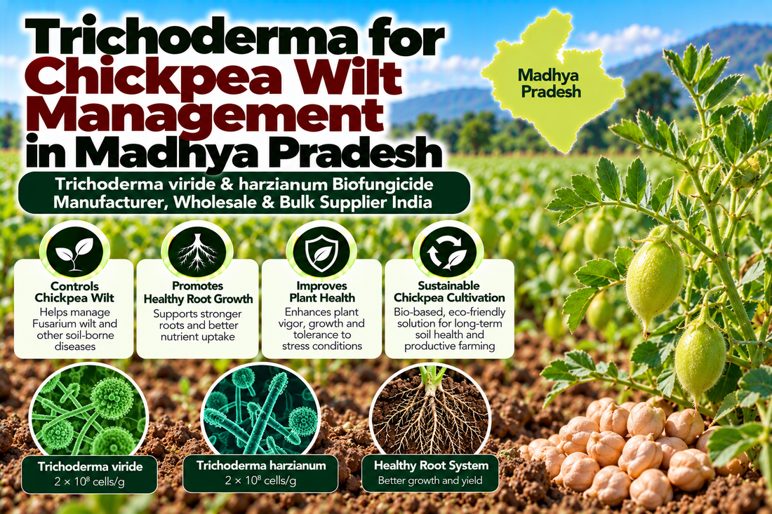 Trichoderma for Chickpea Wilt Management in Madhya Pradesh | Trichoderma viride & harzianum Biofungicide Manufacturer, Wholesale & Bulk Supplier India