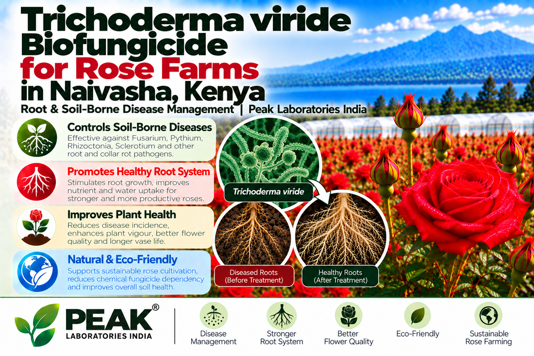 Trichoderma viride Biofungicide for Rose Farms in Naivasha, Kenya | Root & Soil-Borne Disease Management | Peak Laboratories India