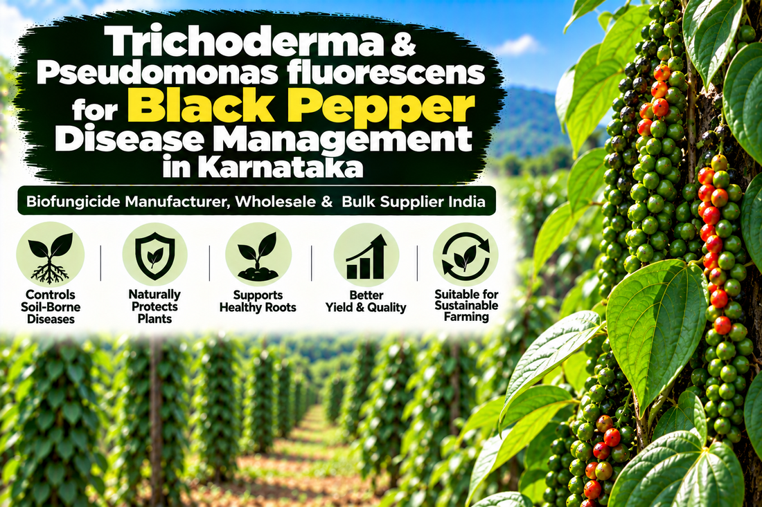 Trichoderma & Pseudomonas fluorescens for Black Pepper Disease Management in Karnataka | Biofungicide Manufacturer, Wholesale & Bulk Supplier India