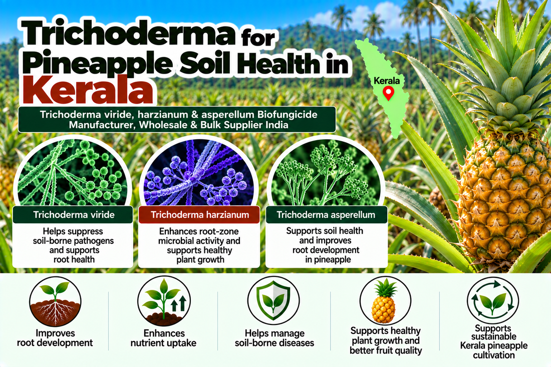 Trichoderma for Pineapple Soil Health in Kerala | Trichoderma viride, harzianum & asperellum Biofungicide Manufacturer, Wholesale & Bulk Supplier India