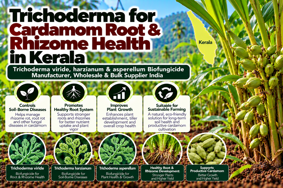 Trichoderma for Cardamom Root & Rhizome Health in Kerala | Trichoderma viride, harzianum & asperellum Biofungicide Manufacturer, Wholesale & Bulk Supplier India