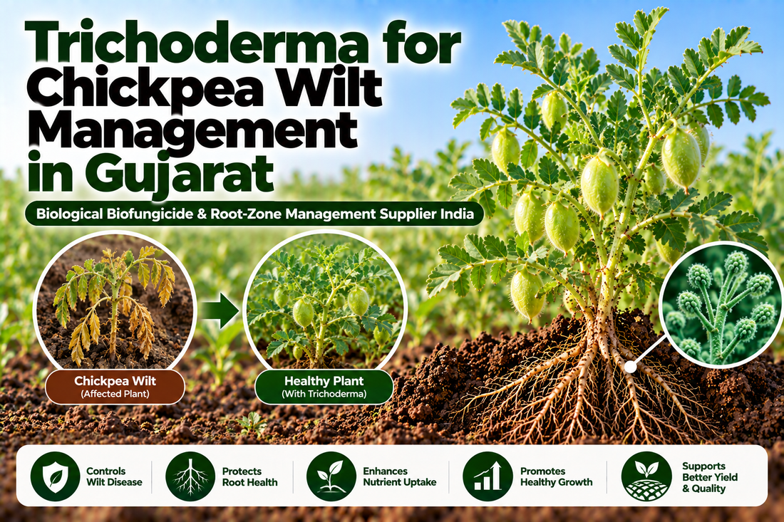 Trichoderma for Chickpea Wilt Management in Gujarat | Biological Biofungicide & Root-Zone Management Supplier India