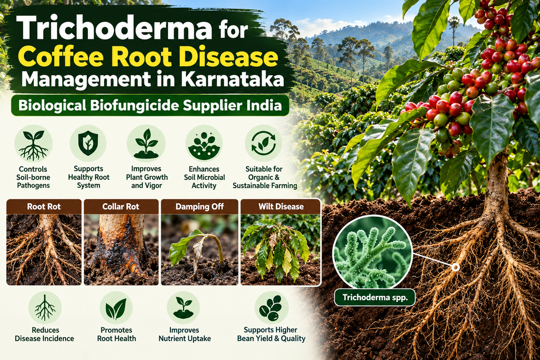 Trichoderma for Coffee Root Disease Management in Karnataka | Biological Biofungicide Supplier India