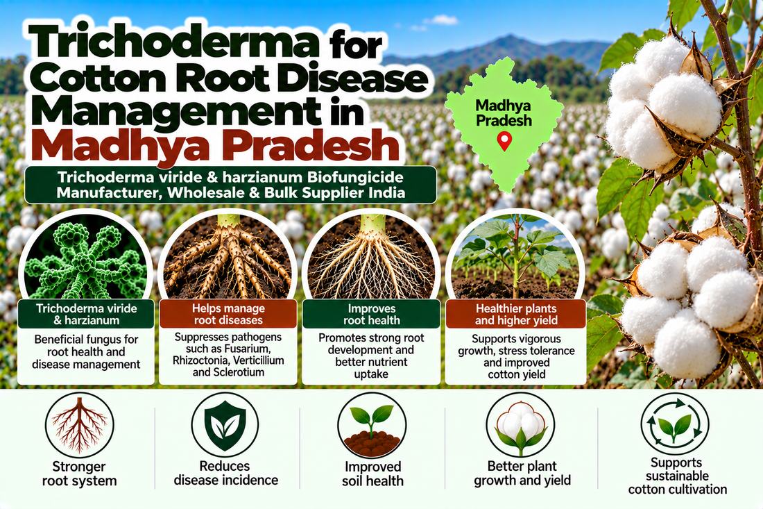Trichoderma for Cotton Root Disease Management in Madhya Pradesh | Trichoderma viride & harzianum Biofungicide Manufacturer, Wholesale & Bulk Supplier India