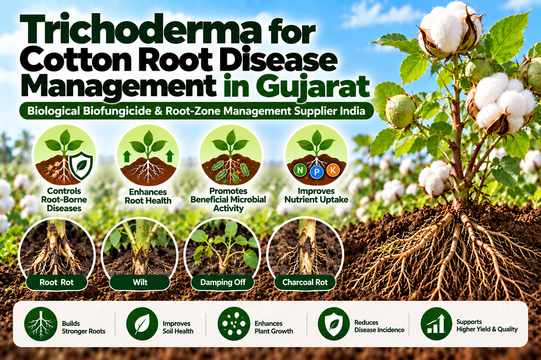 Trichoderma for Cotton Root Disease Management in Gujarat | Biological Biofungicide & Root-Zone Management Supplier India