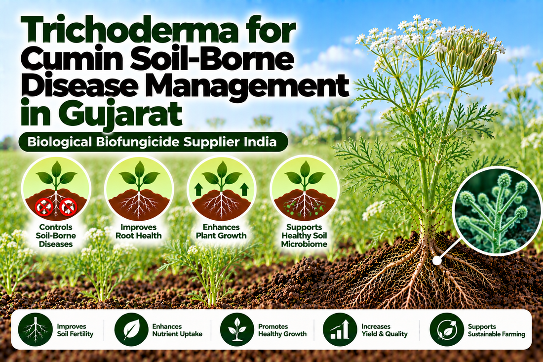 Trichoderma for Cumin Soil-Borne Disease Management in Gujarat | Biological Biofungicide Supplier India