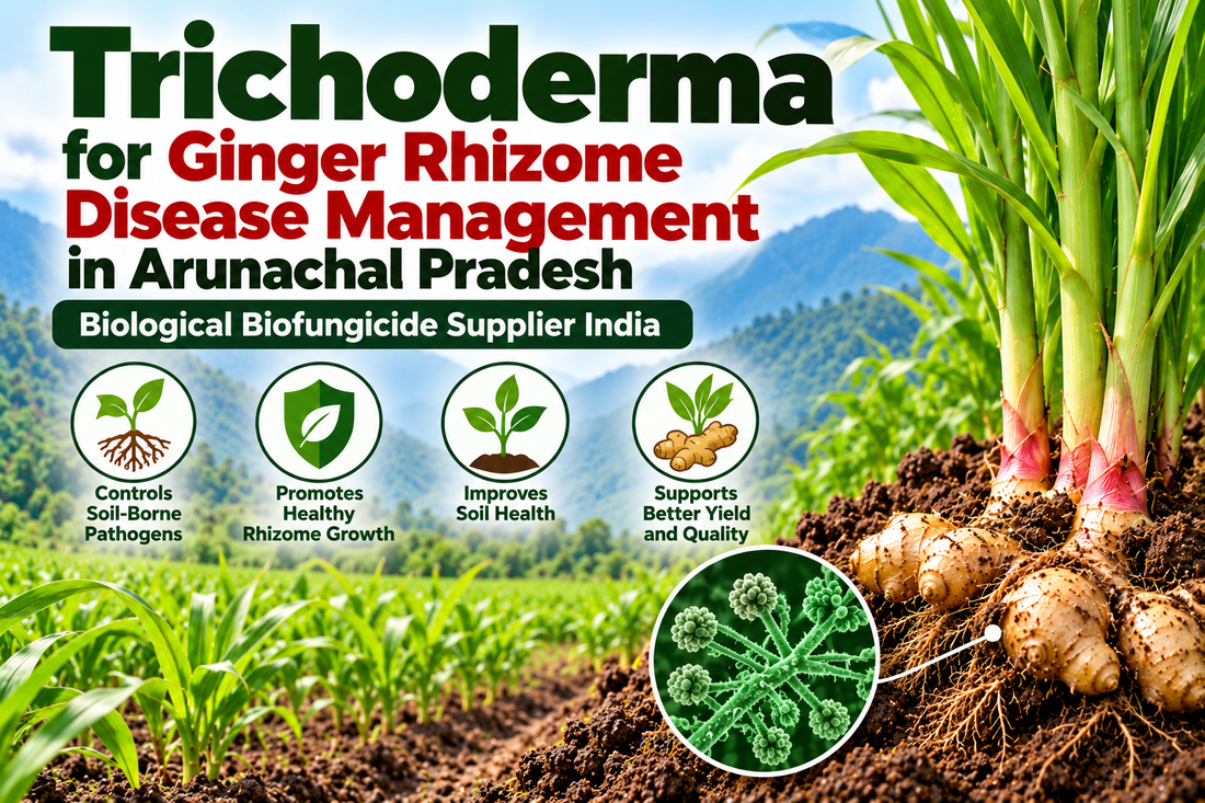 Trichoderma for Ginger Rhizome Disease Management in Arunachal Pradesh | Biological Biofungicide Supplier India