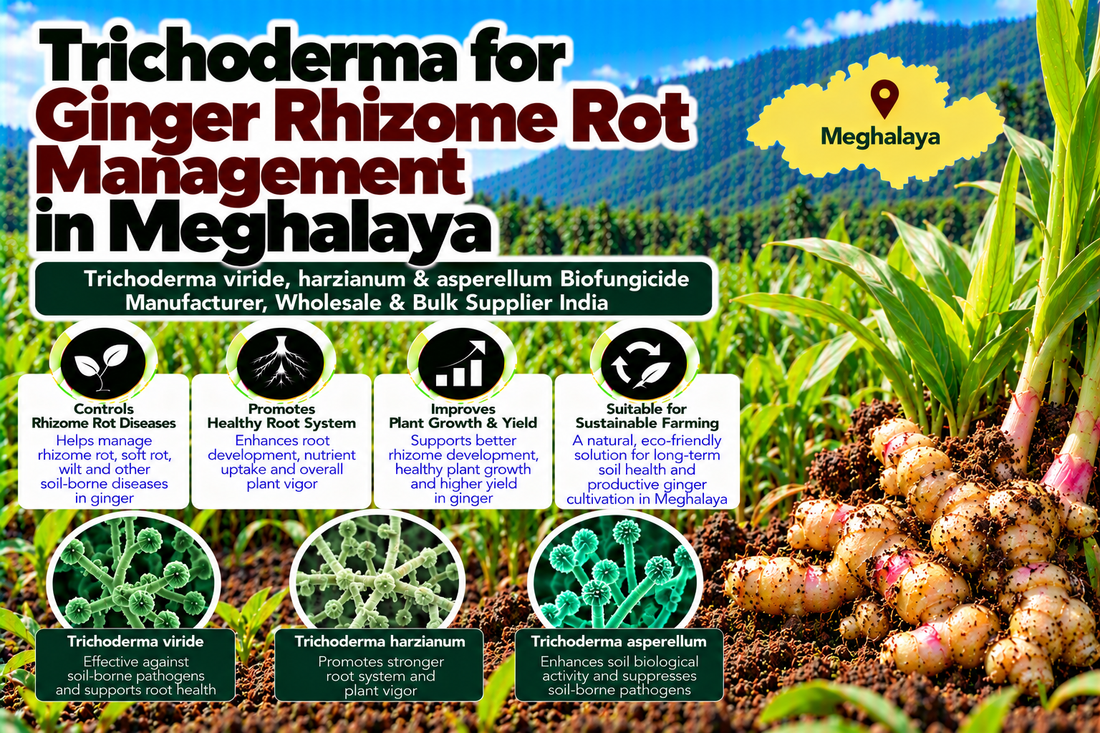 Trichoderma for Ginger Rhizome Rot Management in Meghalaya | Trichoderma viride, harzianum & asperellum Biofungicide Manufacturer, Wholesale & Bulk Supplier India