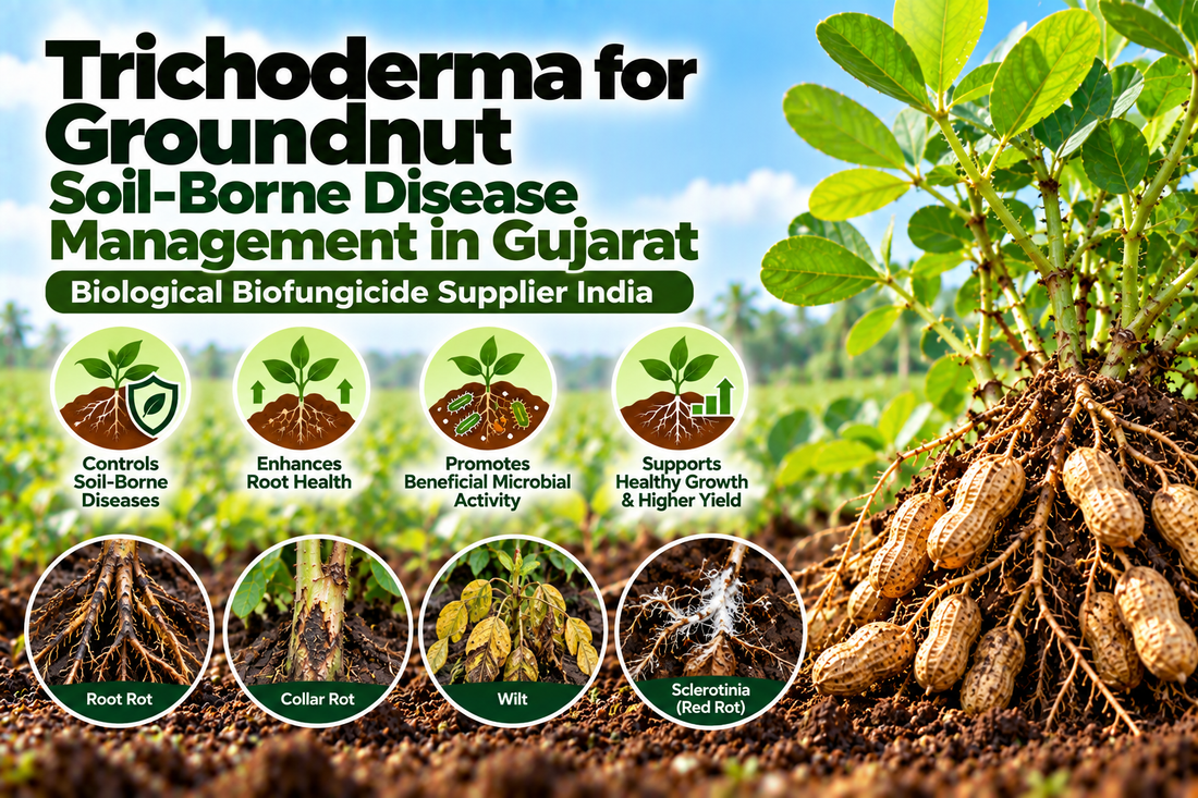 Trichoderma for Groundnut Soil-Borne Disease Management in Gujarat | Biological Biofungicide Supplier India