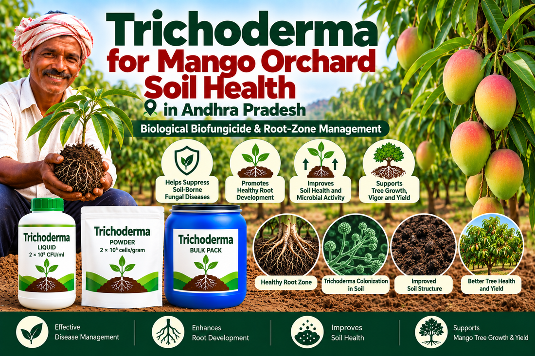 Trichoderma for Mango Orchard Soil Health in Andhra Pradesh | Biological Biofungicide & Root-Zone Management