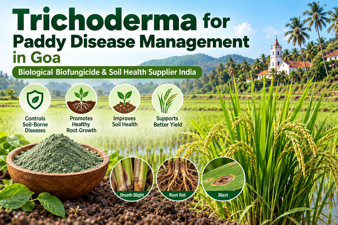 Trichoderma for Paddy Disease Management in Goa | Biological Biofungicide & Soil Health Supplier India