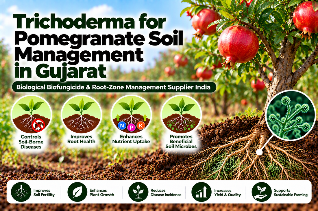 Trichoderma for Pomegranate Soil Management in Gujarat | Biological Biofungicide & Root-Zone Management Supplier India