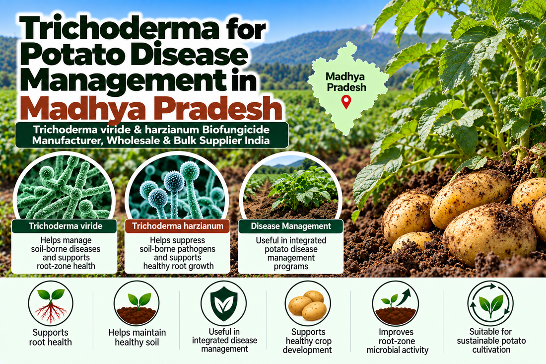 Trichoderma for Potato Disease Management in Madhya Pradesh | Trichoderma viride & harzianum Biofungicide Manufacturer, Wholesale & Bulk Supplier India