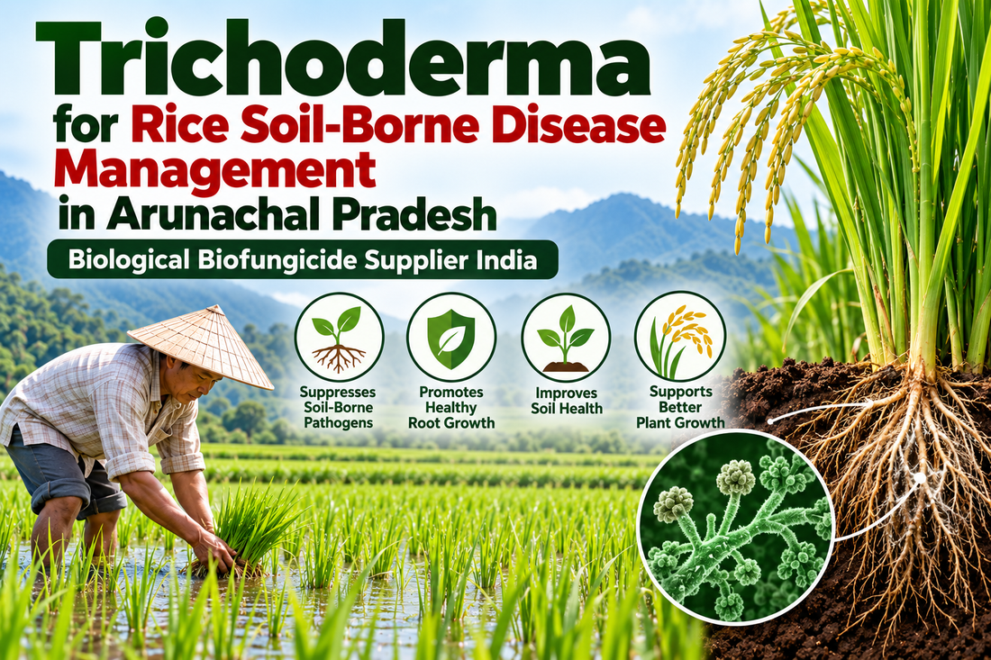 Trichoderma for Rice Soil-Borne Disease Management in Arunachal Pradesh | Biological Biofungicide Supplier India