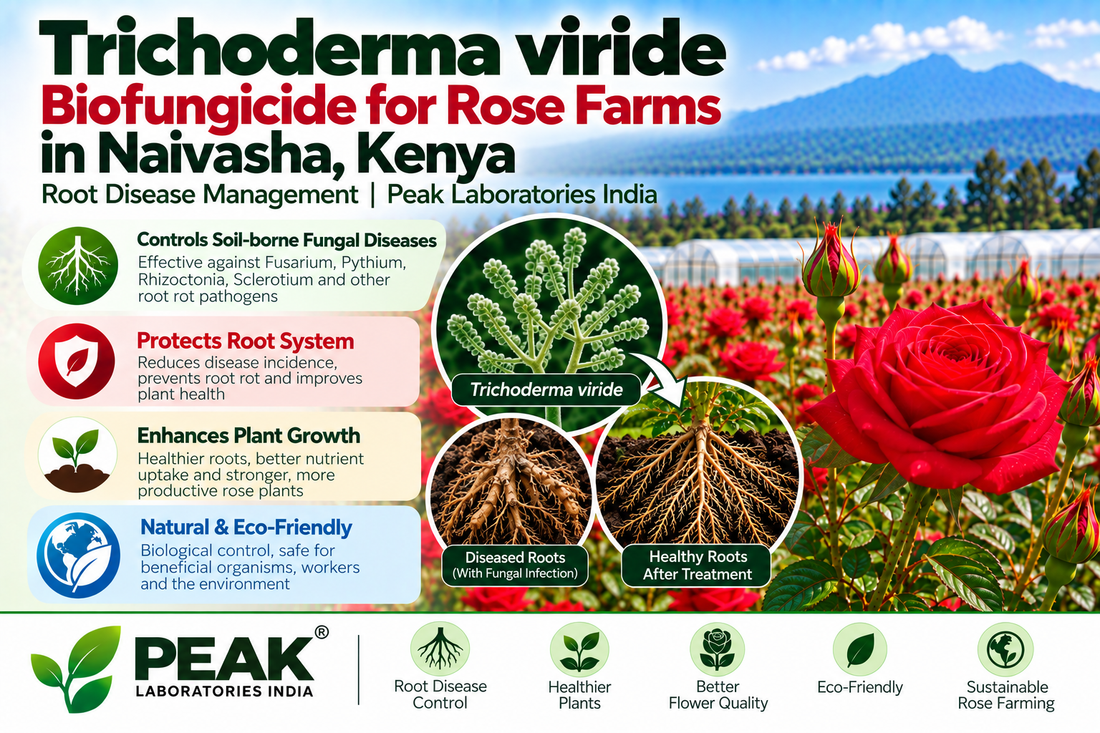 Trichoderma viride Biofungicide for Rose Farms in Naivasha, Kenya | Root Disease Management | Peak Laboratories India