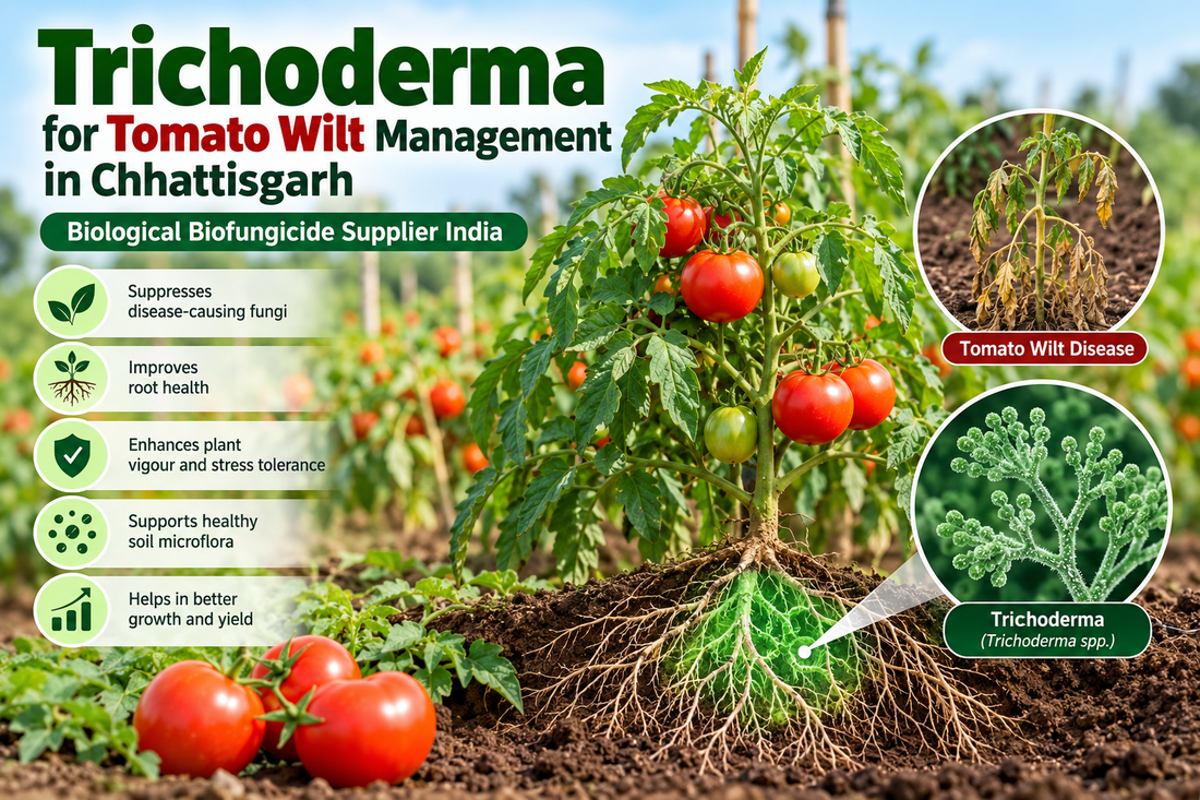 Trichoderma for Tomato Wilt Management in Chhattisgarh | Biological Biofungicide Supplier India