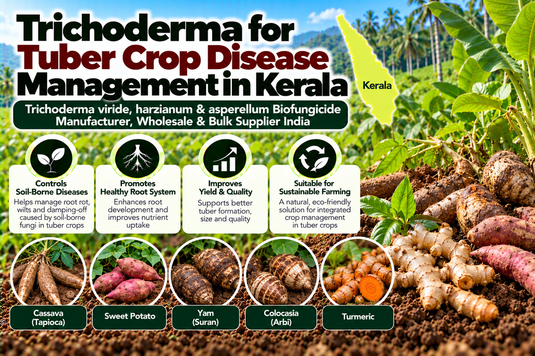 Trichoderma for Tuber Crop Disease Management in Kerala | Trichoderma viride, harzianum & asperellum Biofungicide Manufacturer, Wholesale & Bulk Supplier India