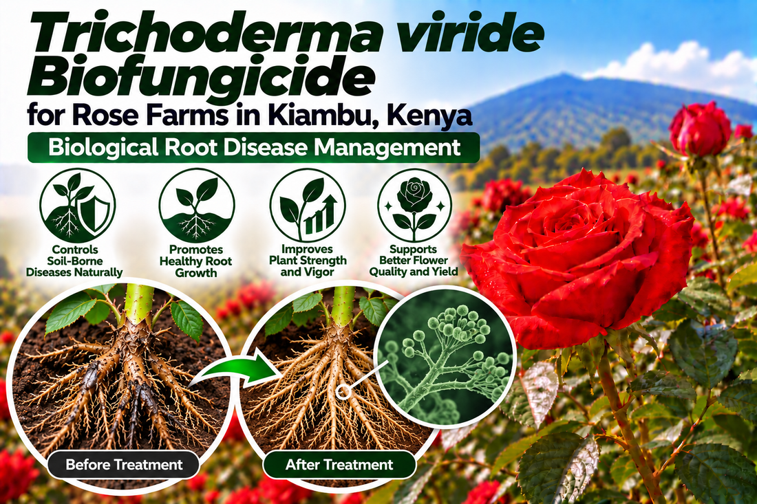 Trichoderma viride Biofungicide for Rose Farms in Kiambu, Kenya | Biological Root Disease Management | Peak Laboratories India