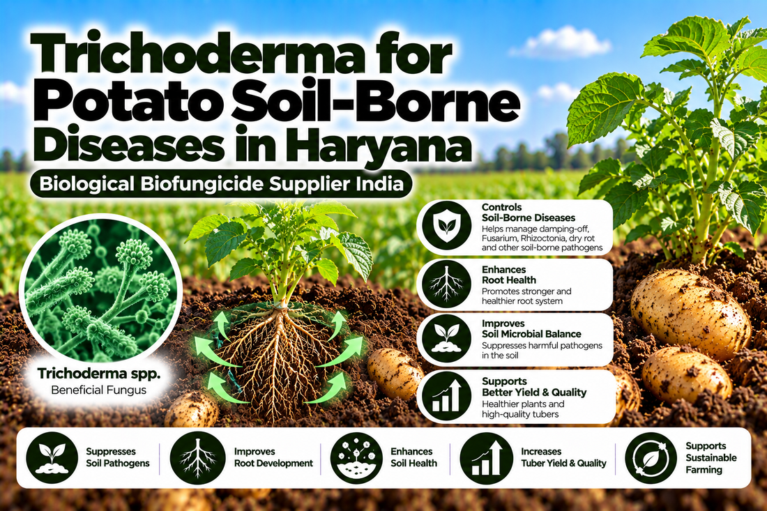 Trichoderma for Potato Soil-Borne Diseases in Haryana | Biological Biofungicide Supplier India