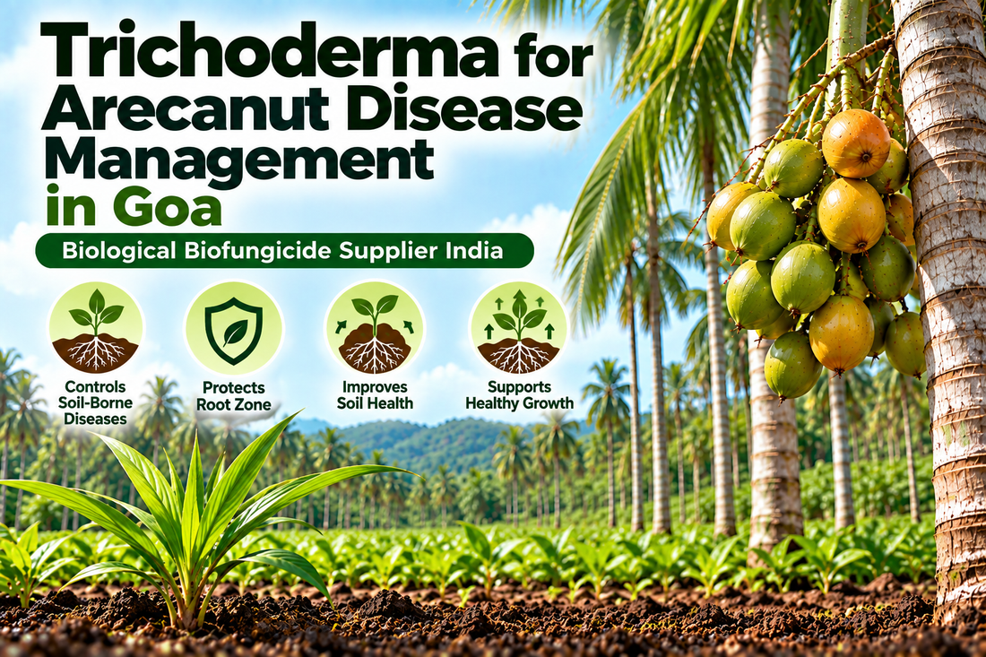 Trichoderma for Arecanut Disease Management in Goa | Biological Biofungicide Supplier India