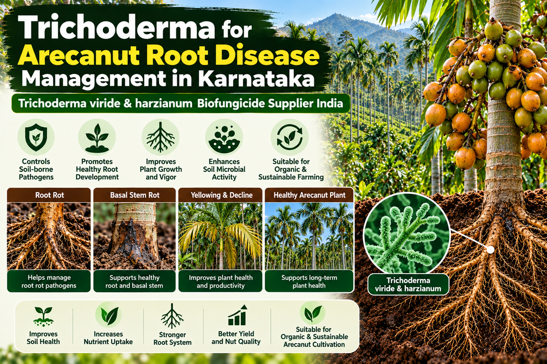 Trichoderma for Arecanut Root Disease Management in Karnataka | Trichoderma viride & harzianum Biofungicide Supplier India