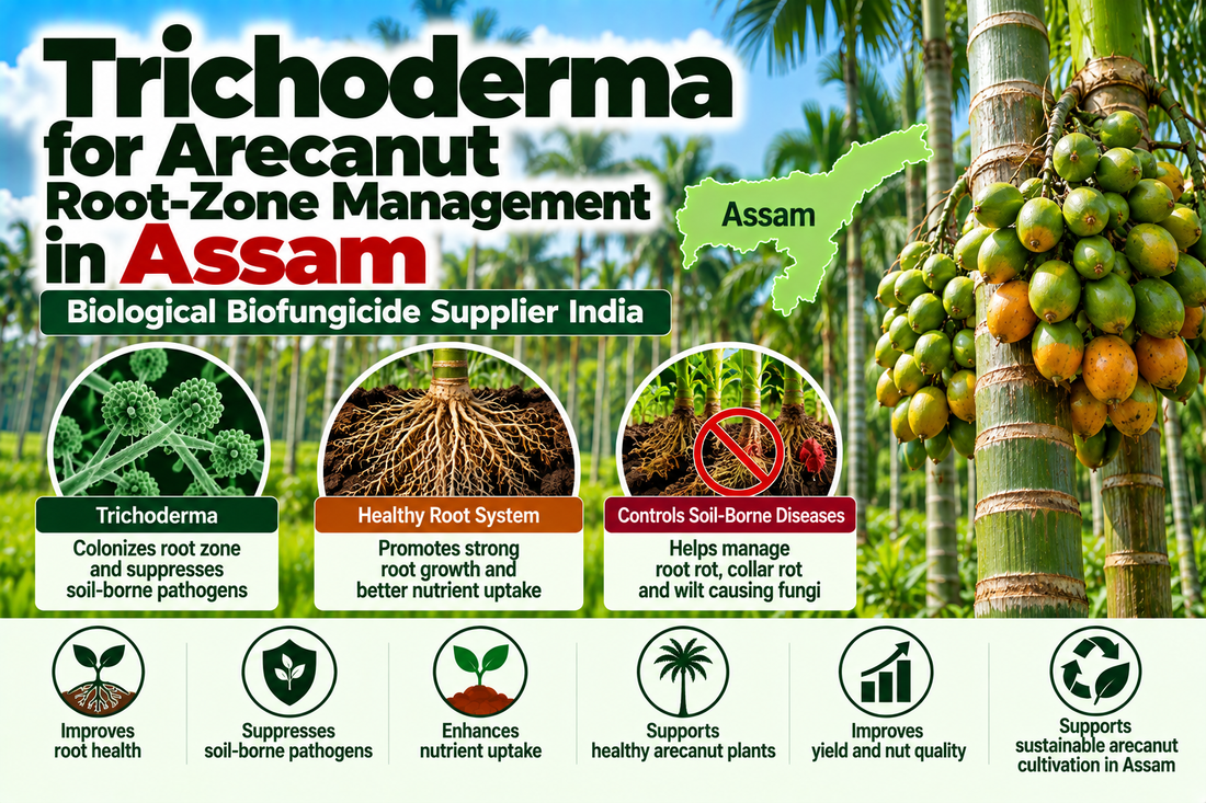 Trichoderma for Arecanut Root-Zone Management in Assam | Biological Biofungicide Supplier India