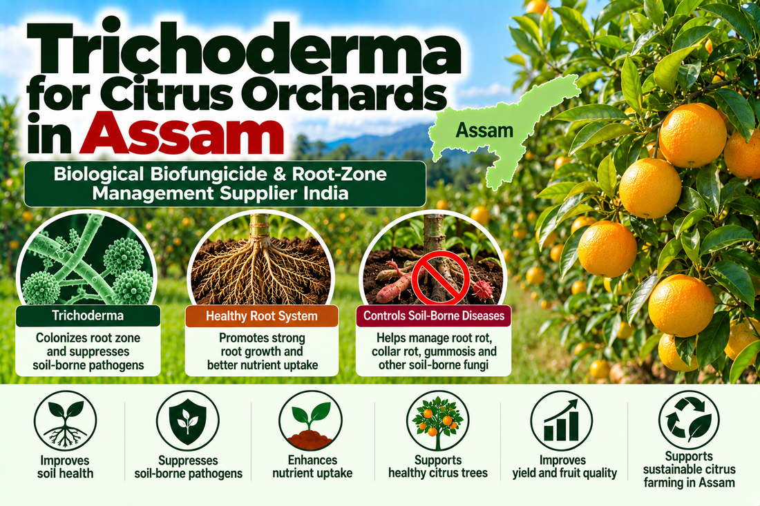 Trichoderma for Citrus Orchards in Assam | Biological Biofungicide & Root-Zone Management Supplier India