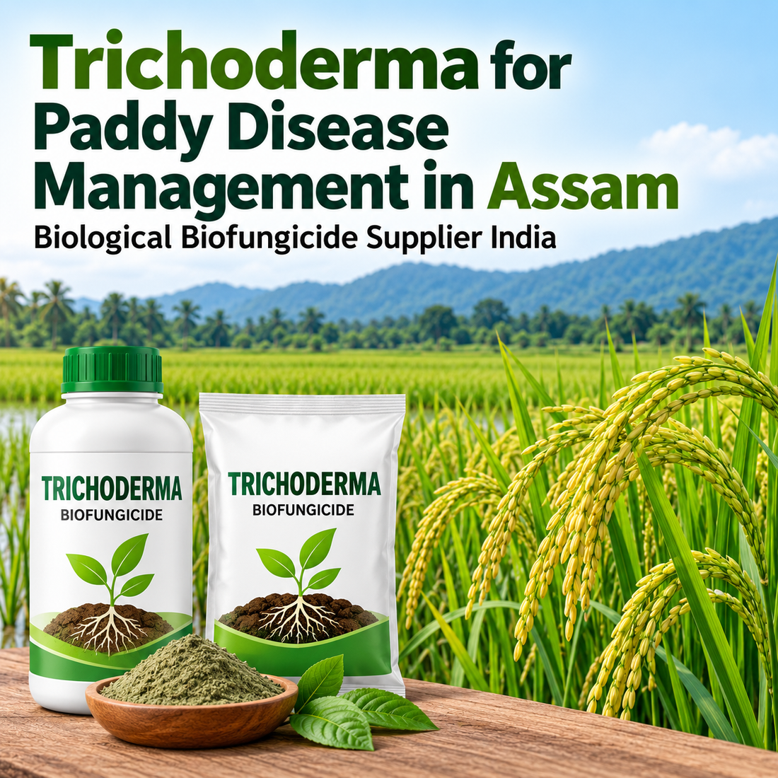 Trichoderma for Paddy Disease Management in Assam | Biological Biofungicide Supplier India