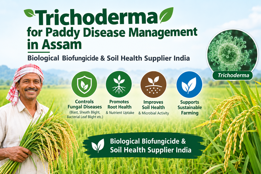 Trichoderma for Paddy Disease Management in Assam | Biological Biofungicide & Soil Health Supplier India