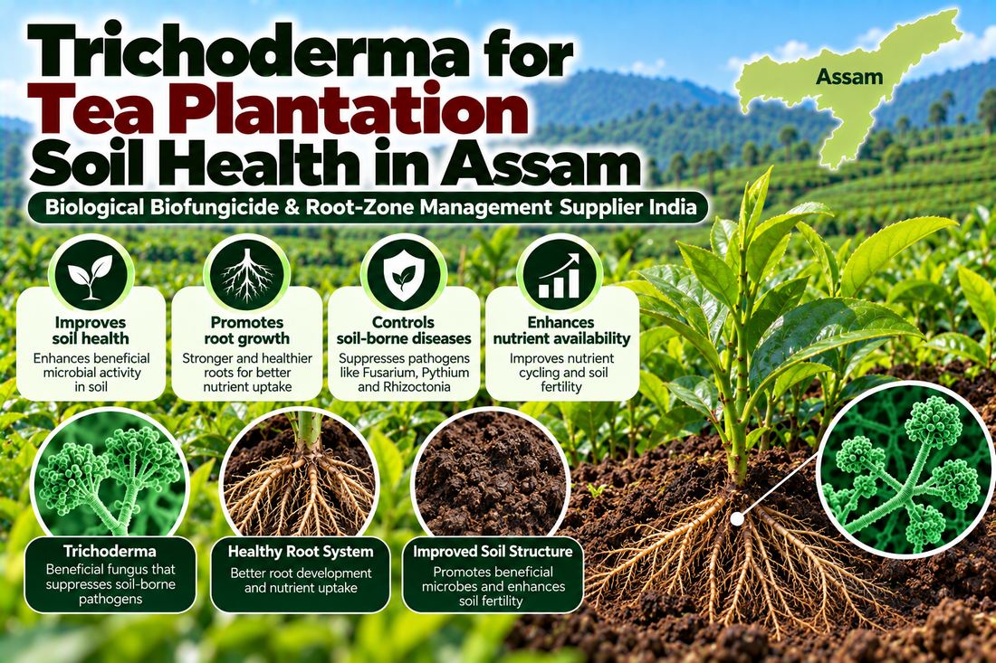 Trichoderma for Tea Plantation Soil Health in Assam | Biological Biofungicide & Root-Zone Management Supplier India